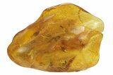 Fossil Cicada (Auchenorrhyncha) In Baltic Amber #234402-1